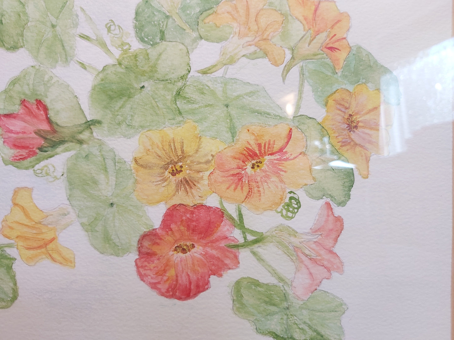 Nasturtiums Watercolour by L Cowan