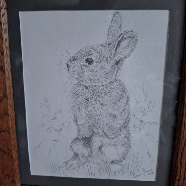 Framed Rabbit Pencil Drawing Signed Monica Davies 1978